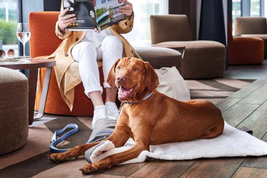 Wolters Hunde-Reisedecke Vagabund